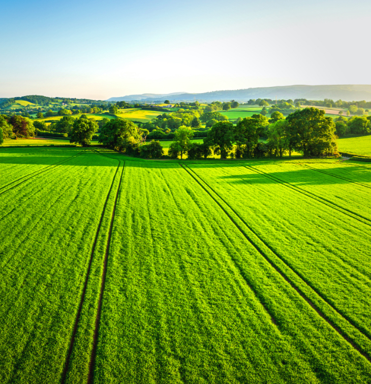 Lush green field and trees against a clear blue sky
